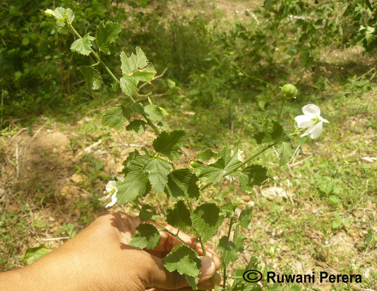 Hibiscus micranthus L.f.